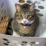 Ziggy is registered to the contest to win money with this photo: cat, tabby, laundry_basket, pet, fur, whiskers, collar, indoor, floor, curious, animal, domestic, feline, ears, eyes, sitting, white, pattern, wooden_floor, closeup