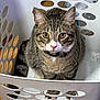 cat, tabby, laundry_basket, pet, fur, whiskers, collar, indoor, floor, curious, animal, domestic, feline, ears, eyes, sitting, white, pattern, wooden_floor, closeup