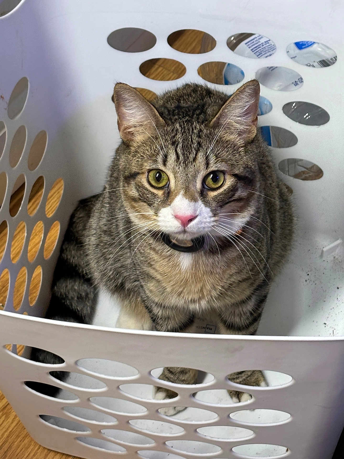 Ziggy is registered to the contest to win money with this photo: cat, tabby, laundry_basket, pet, fur, whiskers, collar, indoor, floor, curious, animal, domestic, feline, ears, eyes, sitting, white, pattern, wooden_floor, closeup