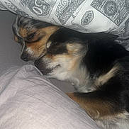 Ruby participe au concours pour gagner de l'argent avec cette photo : dog, sleeping, snuggling, blanket, cozy, pet, fur, bed, rest, cute, animal, domestic_animal, close_up, two_dogs, indoor, comfort, companionship, face, black_fur, brown_fur