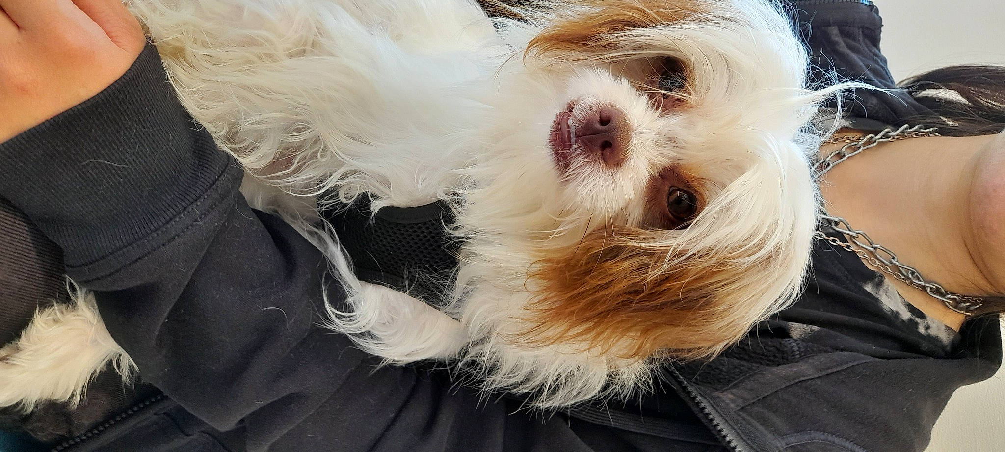 Thorin écu De Chêne