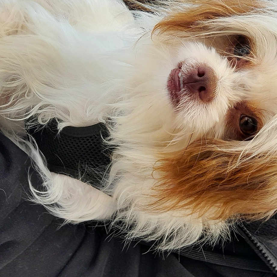 Thorin écu De Chêne