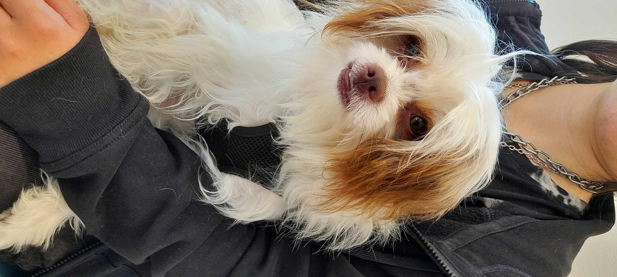 Thorin écu De Chêne