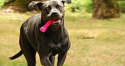 Vicky a rejoint le concours — aidez-le/la à gagner de superbes lots ! dog, black_dog, running, toy, pink_toy, park, grass, trees, outdoor, playful, pet, animal, motion, happy, nature, canine, daylight, active, energetic, fun