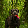 Vicky a rejoint le concours — aidez-le/la à gagner de superbes lots ! dog, black_dog, toy, pink_toy, chew_toy, hand, human_hand, greenery, forest, nature, grass, playing, pet, animal, outdoor, canine, alert, fur, mouth, standing