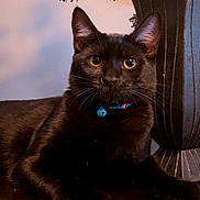 Bagel joined the competition — help win amazing prizes! black_cat, cat, pet, indoor, collar, bell, animal, feline, portrait, close_up, curious_eyes, relaxed, table, decorative_pot, plant, whiskers, ears, fur, domestic_animal, companion