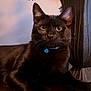 black_cat, cat, pet, indoor, collar, bell, animal, feline, portrait, close_up, curious_eyes, relaxed, table, decorative_pot, plant, whiskers, ears, fur, domestic_animal, companion