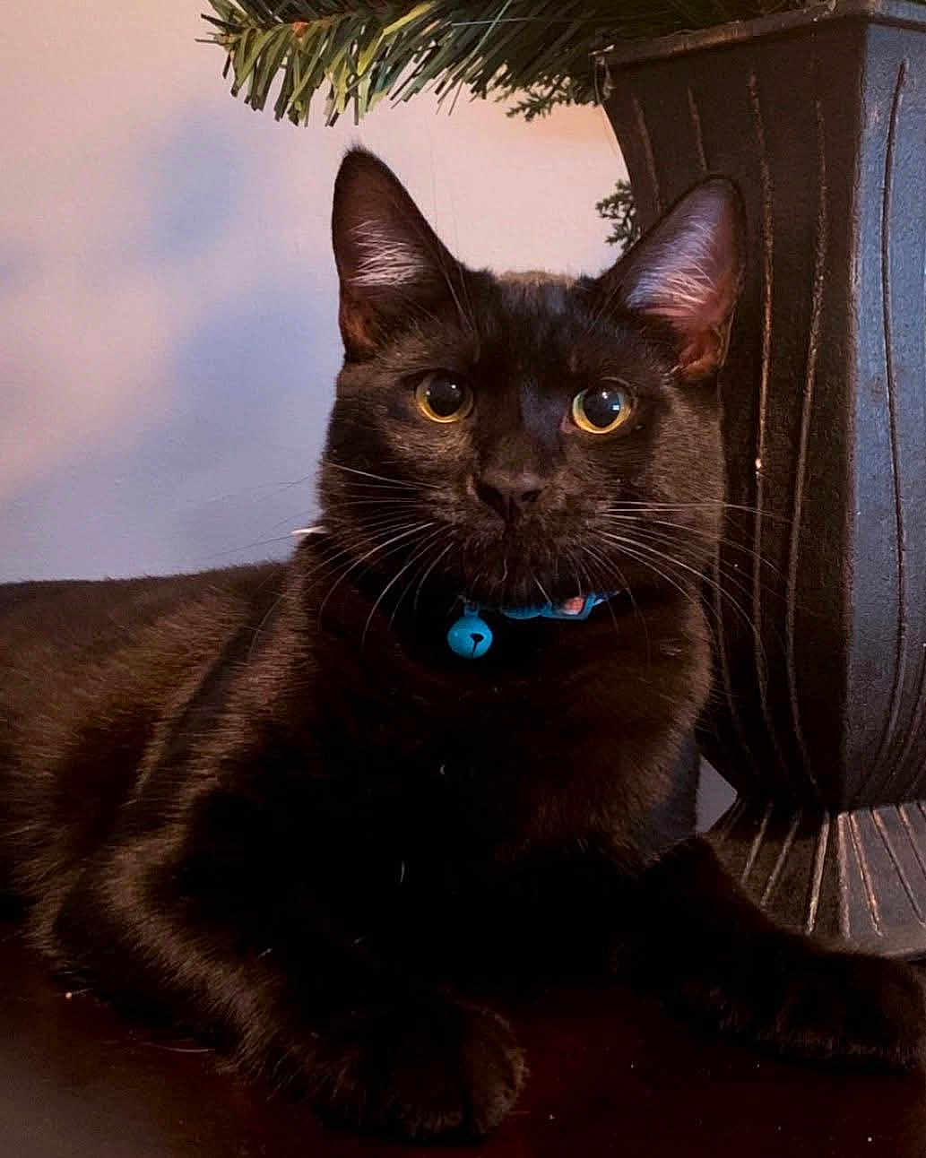 Bagel joined the competition — help win amazing prizes! black_cat, cat, pet, indoor, collar, bell, animal, feline, portrait, close_up, curious_eyes, relaxed, table, decorative_pot, plant, whiskers, ears, fur, domestic_animal, companion