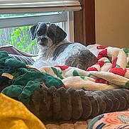 Baylee is registered to the contest to win money with this photo: dog, bed, blanket, window, blinds, indoor, pet, furniture, cozy, relaxing, sleeping_area, home, resting, animal, fur, looking_back, soft, warm_light, wood_frame, comfort