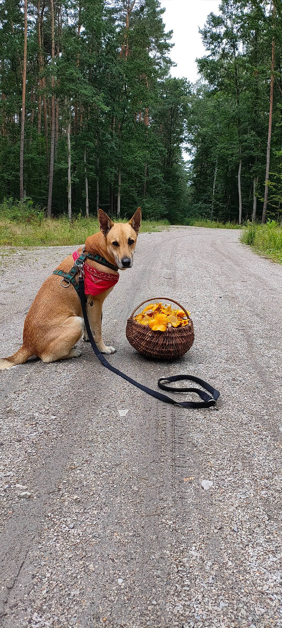 Gin joined the competition — help win amazing prizes! adventure, asphalt, automotive_tire, canidae, carnivore, collar, companion_dog, disc_dog, dog, dog_breed, dog_supply, fawn, grass, pet_supply, plant, road, road_surface, sporting_group, tail, tree