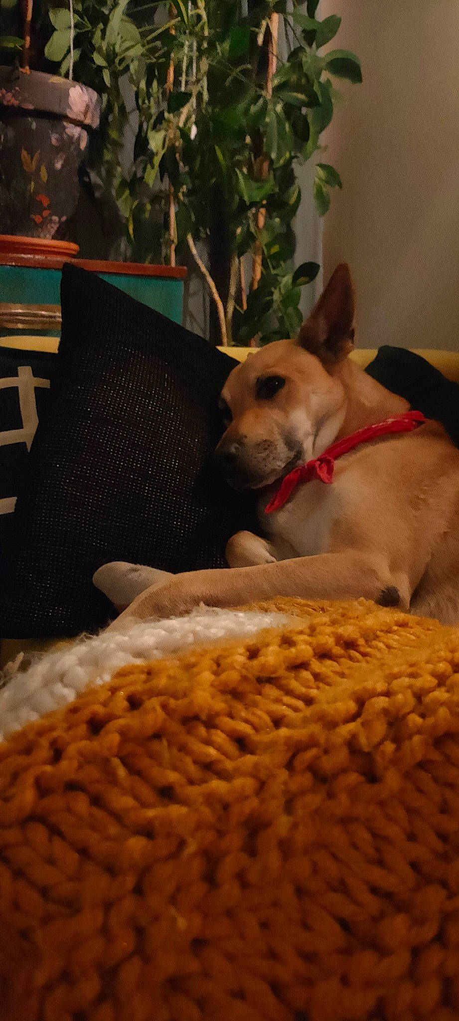 Gin joined the competition — help win amazing prizes! carnivore, comfort, companion_dog, couch, dog, dog_bed, dog_breed, dog_supply, dog_toy, fawn, fur, linens, paw, pet_supply, pillow, plant, snout, tail, whiskers, working_animal