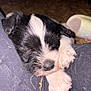puppy, dog, sleeping, black_and_white, fur, paw, close_up, cute, animal, pet, resting, cozy, lap, soft, young, adorable, snout, napping, indoors, warm