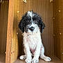 puppy, dog, wooden_cabinet, sitting, black_and_white, fur, pet, indoors, curious, cute, animal, young, shelf, empty_cabinet, looking_at_camera, small, domestic_animal, cozy, portrait, floor_tiles
