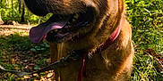 Jenna participe au concours pour gagner de l'argent avec cette photo : dog, animal, outdoor, forest, nature, sunlight, greenery, pet, canine, tongue_out, collar, leash, happy, walking, trees, leaves, daylight, mammal, closeup, fur