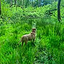 Jenna participe au concours pour gagner de l'argent avec cette photo : dog, forest, grass, trees, nature, outdoor, greenery, canine, collar, animal, wilderness, sunlight, daylight, flora, standing, path, scenery, environment, mammal, adventure