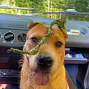 Jenna participe au concours pour gagner de l'argent avec cette photo : dog, car_interior, tongue_out, dashboard, seatbelt, greenery, woven_grass, pet, animal, brown_fur, closeup, inside_car, nature_background, happy, playful, seat, sunlight, canine, vehicle, forest