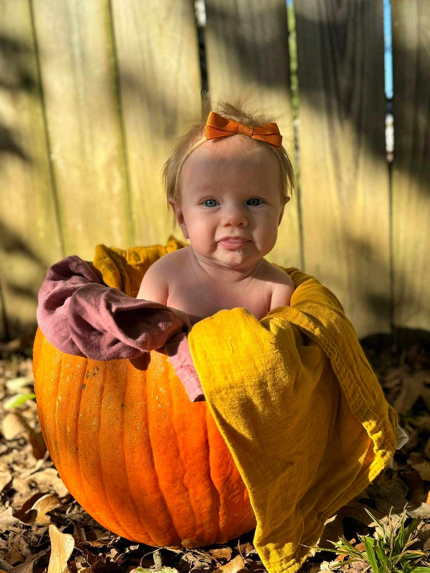 Addalynn is registered to the contest to win money with this photo: baby, pumpkin, blanket, bow, outdoor, autumn, fall_leaves, fence, sunlight, child, cute, tongue_out, nature, seasonal, portrait, baby_headband, orange, yellow, purple, playful