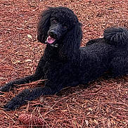 Jasper is registered to the contest to win money with this photo: dog, poodle, black_dog, outdoor, pine_needles, wood_chips, animal, pet, lying_down, happy, tongue_out, fur, tail, ears, nature, ground_cover, playful, canine, close_up, looking_up