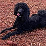 dog, poodle, black_dog, outdoor, pine_needles, wood_chips, animal, pet, lying_down, happy, tongue_out, fur, tail, ears, nature, ground_cover, playful, canine, close_up, looking_up