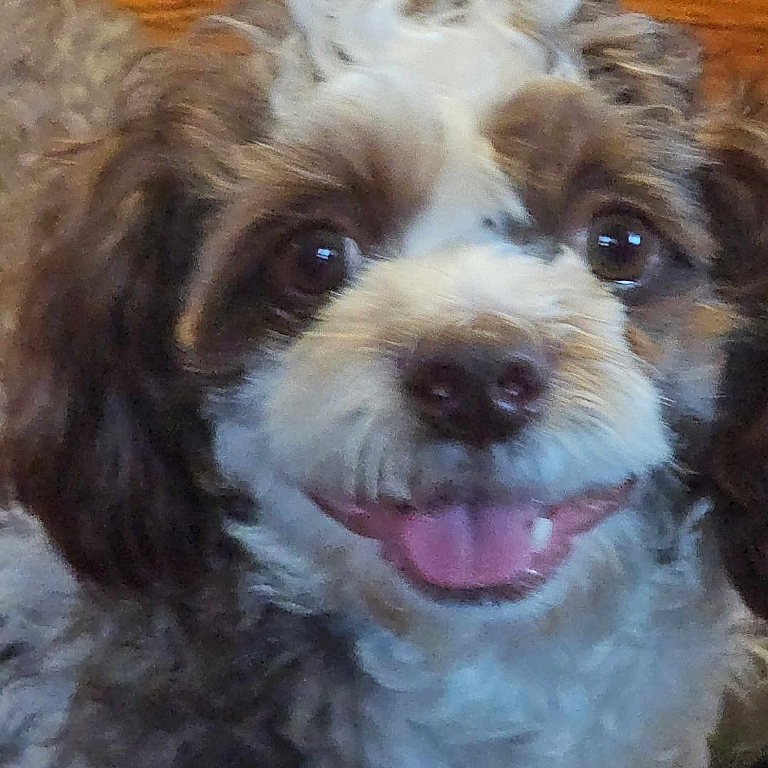 Lukas joined the competition — help win amazing prizes! dog, puppy, fluffy, happy, tongue_out, brown, white, curly_fur, close_up, pet, indoor, carpet, wood_floor, cute, animal, friendly, portrait, smiling, canine, companion