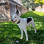 dog, white_dog, black_spots, grass, backyard, fence, sunny, rope_toy, pet, outdoor, canine, collar, playful, nature, animal, daylight, happy, alert, greenery, yard