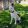 dog, white_dog, black_spots, grass, backyard, fence, outdoor, sunlight, pet, canine, sitting, playful, rope_toy, ears_up, tongue_out, happy, animal, nature, summer, collar
