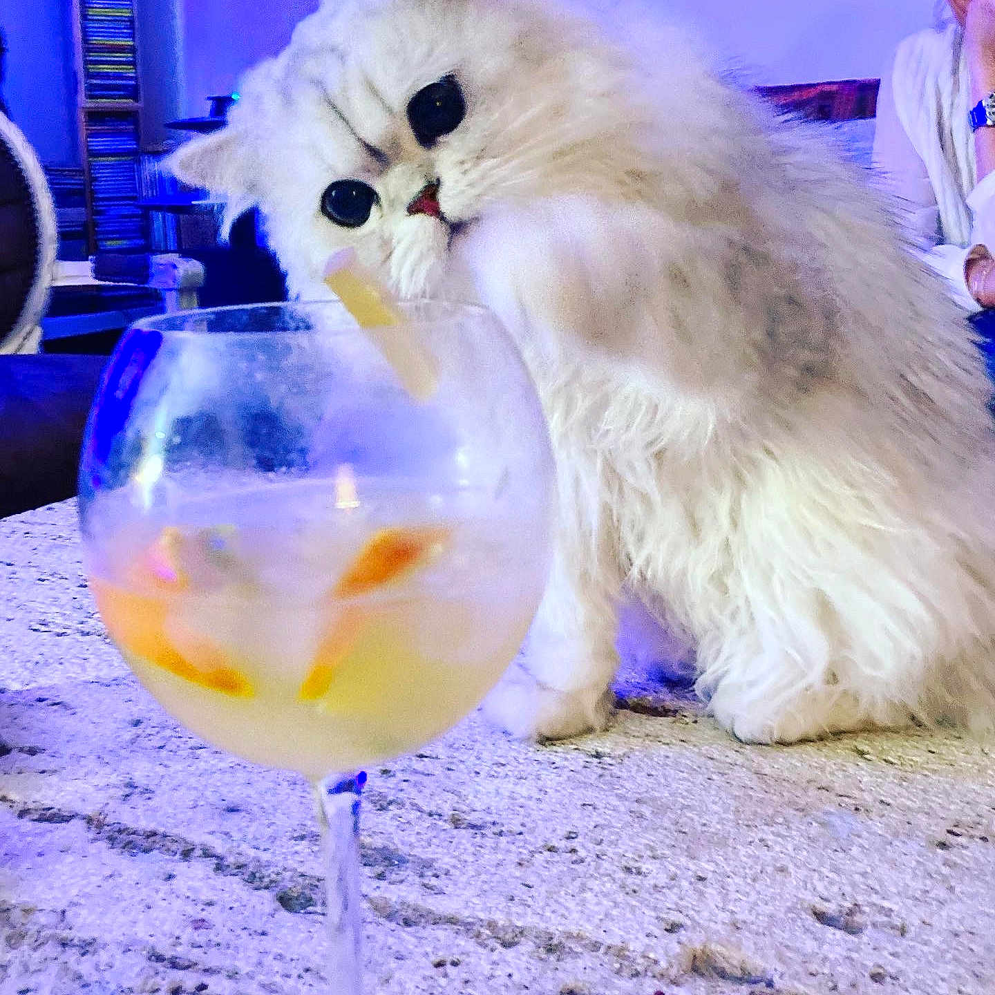 Otto participe au concours pour gagner de l'argent avec cette photo : adult, angora, animal, aquarium, cat, face, fish, furniture, glass, head, kitten, male, man, person, pet, sealife, sphere, table, water, wristwatch