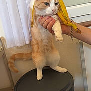 Caramel a rejoint le concours — aidez-le/la à gagner de superbes lots ! animal, banana, bin, cat, companion, curtain, domestic_cat, feline, funny, hand, household, humor, indoor, orange_and_white, orange_cat, pet, playful, standing, white_cat, window