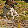 Narnia a rejoint le concours — aidez-le/la à gagner de superbes lots ! dog, canine, pet, outdoor, grass, sunlight, collar, animal, nature, relaxing, tongue_out, happy, brown, white, ears, muzzle, summer, yard, resting, daytime