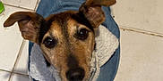 Narnia a rejoint le concours — aidez-le/la à gagner de superbes lots ! dog, pet, canine, clothing, jacket, floor, tile, ears, tail, brown, black, white, looking_up, indoor, cute, small_dog, paw, animal, cozy, fur