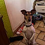Narnia participe au concours pour gagner de l'argent avec cette photo : dog, pet, indoor, floor, shoes, drawer, tile_floor, small_dog, brown_and_white, ears_up, looking, attentive, clutter, corner, collar, household, footwear, wall, furniture, domestic