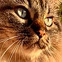 Charlie participe au concours pour gagner de l'argent avec cette photo : cat, close_up, blue_eyes, whiskers, fur, pet, animal, mammal, portrait, face, looking_away, outdoor, nature, sunlight, detailed, sharp, feline, cute, domestic_cat, whisker_detail