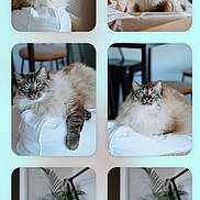Charlie a rejoint le concours — aidez-le/la à gagner de superbes lots ! cat, fluffy, blue_eyes, indoor, cushion, relaxed, posing, furniture, modern, decor, plant, white, cozy, pet, cute, animal, feline, portrait, soft_light, resting