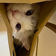 Bach joined the competition — help win amazing prizes! animal, blue_eyes, cat, close_up, container, curious, cute, ears, face, feline, indoor, nose, paper_bag, peeking, pet, playful, portrait, soft_lighting, whiskers, white_fur