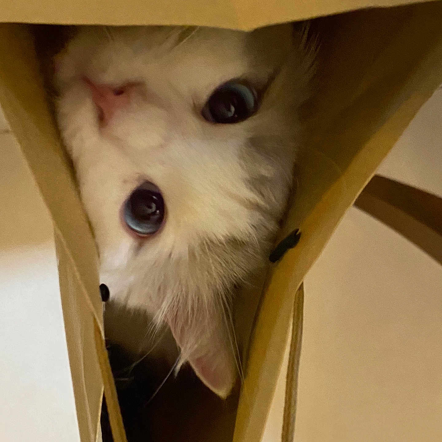 Bach joined the competition — help win amazing prizes! animal, blue_eyes, cat, close_up, container, curious, cute, ears, face, feline, indoor, nose, paper_bag, peeking, pet, playful, portrait, soft_lighting, whiskers, white_fur
