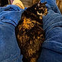 cat, tortoiseshell_cat, blanket, blue_blanket, slippers, living_room, coffee_table, couch, cozy, pet, sleeping, fur, whiskers, home_interior, furniture, legs, person, relaxed, indoor, close_up
