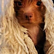Oliver is registered to the contest to win money with this photo: animal, blanket, brown_dog, comfort, cozy, cushion, cute, dog, eyes, face, fur, indoor, knit, pet, portrait, resting, small_dog, snout, textile, yarn