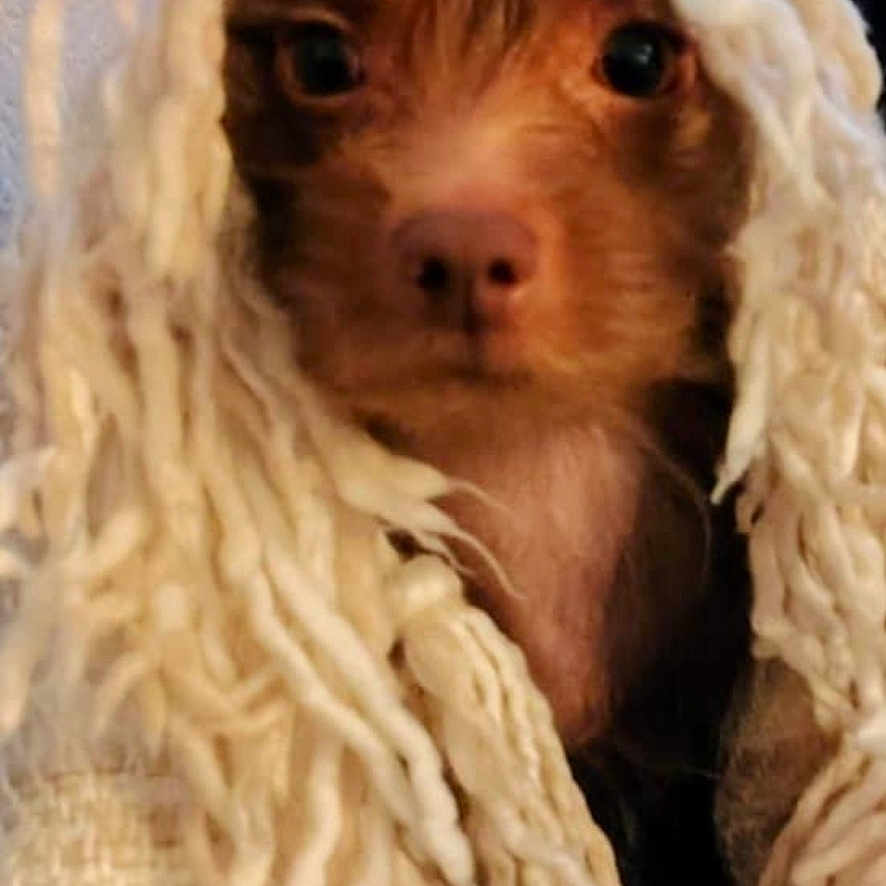 Oliver