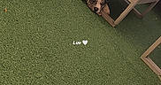Bayron a rejoint le concours — aidez-le/la à gagner de superbes lots ! animal, artificial_grass, basket, chair, collar, cushion, dog, fur, furniture, garden, lying_down, outdoor, patio, pet, plant, relaxing, small_dog, spotted_dog, text_overlay, wooden_table