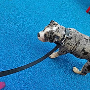 Bayron participe au concours pour gagner de l'argent avec cette photo : animal, black_and_white, blue_turf, bright_color, canine, closeup, collar, dog, leash, merle_coat, outdoor, pet, photography, playful, portrait, puppy, sports_surface, spotted_dog, standing, walking