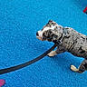 animal, black_and_white, blue_turf, bright_color, canine, closeup, collar, dog, leash, merle_coat, outdoor, pet, photography, playful, portrait, puppy, sports_surface, spotted_dog, standing, walking