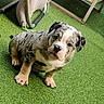 Bayron participe au concours pour gagner de l'argent avec cette photo : animal, artificial_grass, bulldog, chair, closeup, curious, dog, floppy_ears, furniture, greenery, merle_coat, outdoor, patio, paws, pet, portrait, puppy, sitting, spotted_coat, wooden_table