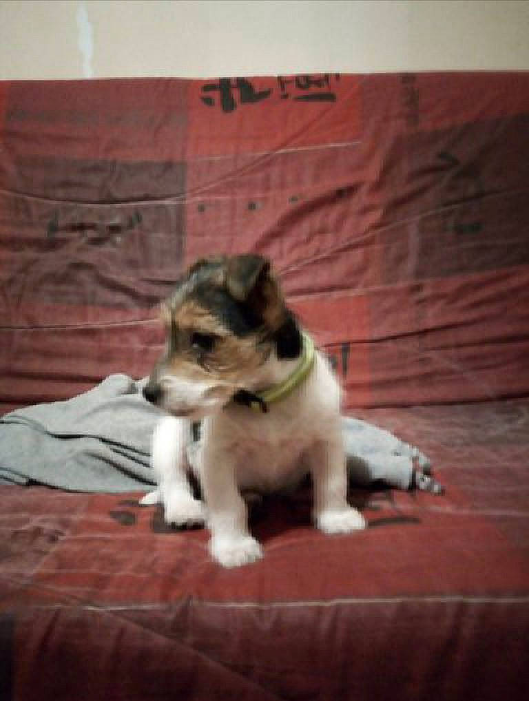 Pikachu participe au concours pour gagner de l'argent avec cette photo : canidae, carnivore, companion_dog, dog, dog_breed, fox_terrier, jack_russell_terrier, mammal, miniature_fox_terrier, parson_russell_terrier, puppy, rare_breed_dog, russell_terrier, terrier, vertebrate, wire_hair_fox_terrier