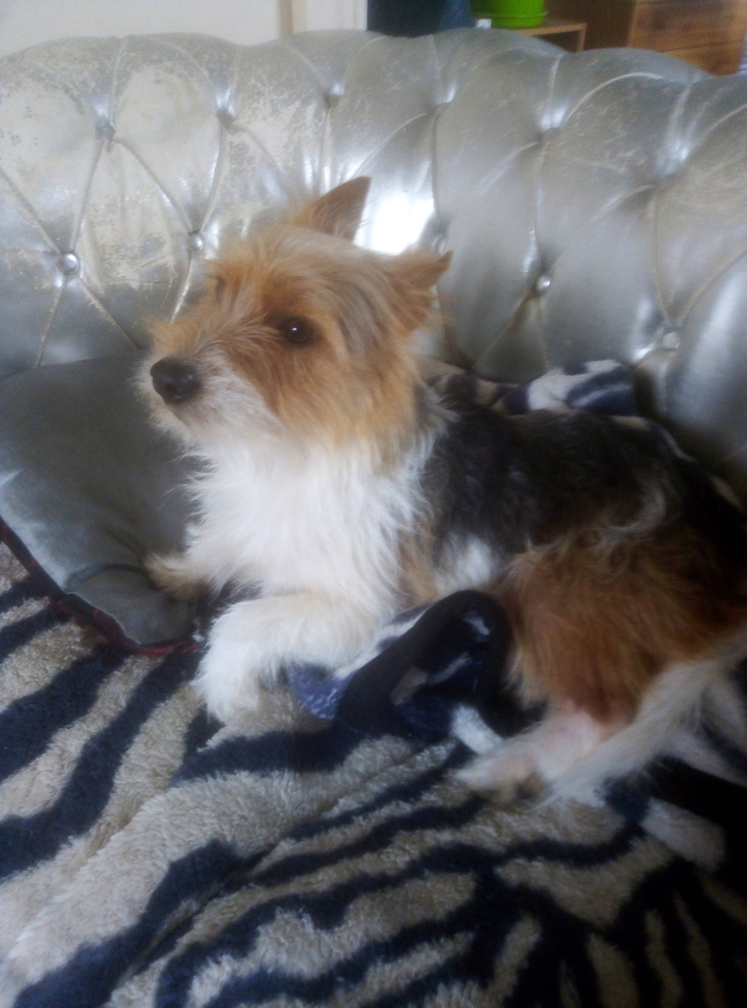 Pikachu participe au concours pour gagner de l'argent avec cette photo : biewer_terrier, canidae, carnivore, companion_dog, dog, dog_breed, mammal, morkie, portuguese_podengo, puppy, rare_breed_dog, terrier, toy_dog, vertebrate, yorkshire_terrier