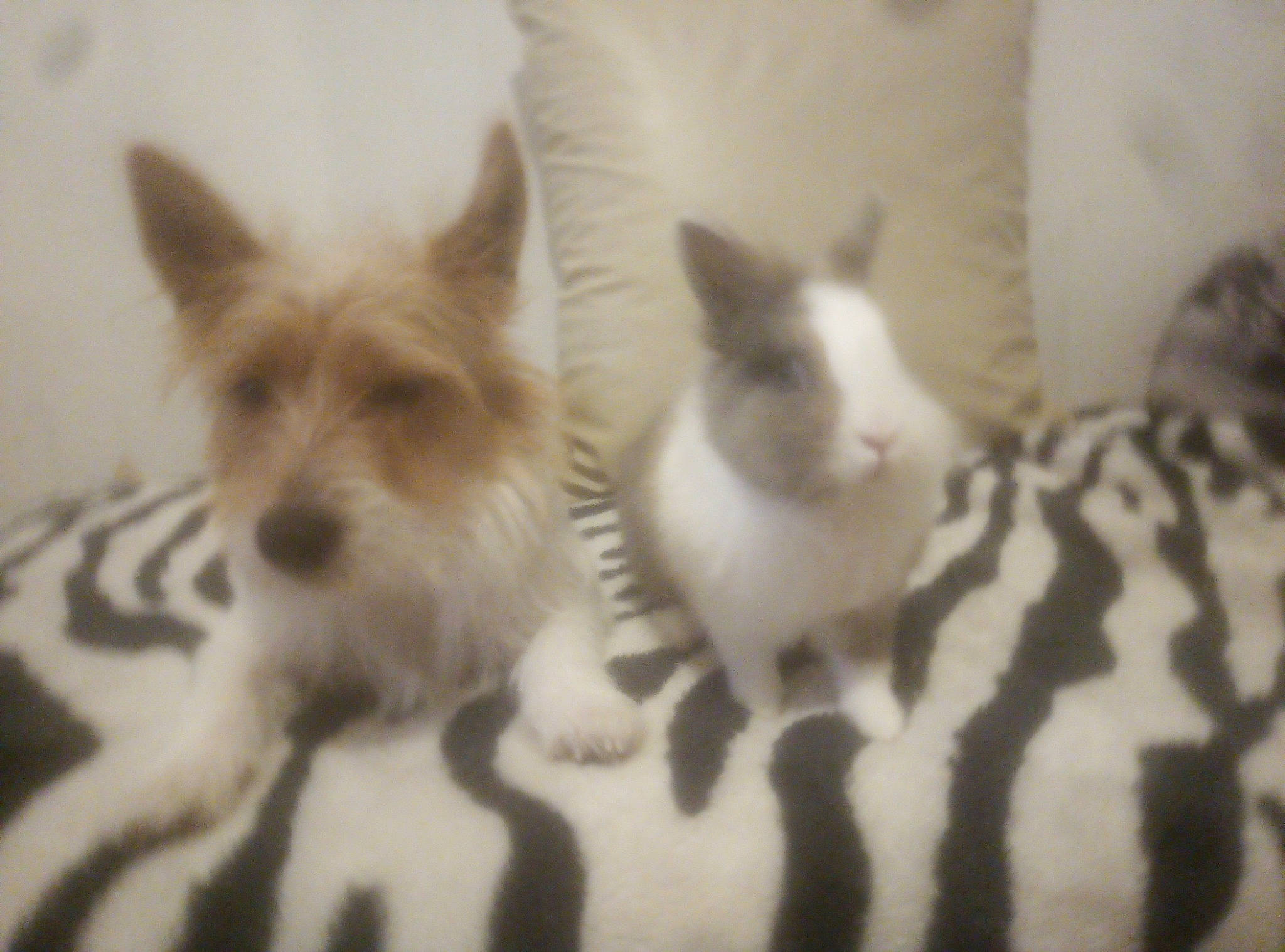 Pikachu participe au concours pour gagner de l'argent avec cette photo : berger_picard, cairn_terrier, canidae, carnivore, companion_dog, dog, dog_breed, ear, mammal, portuguese_podengo, puppy, terrier, vertebrate, west_highland_white_terrier, yorkshire_terrier