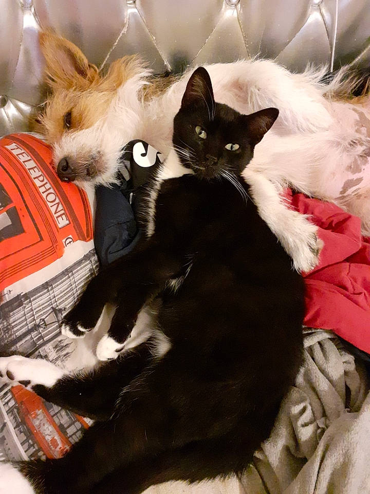 Pikachu a rejoint le concours — aidez-le/la à gagner de superbes lots ! canidae, carnivore, cat, dog, dog_breed, ear, felidae, fur, kitten, mammal, paw, puppy, small_to_medium_sized_cats, whiskers