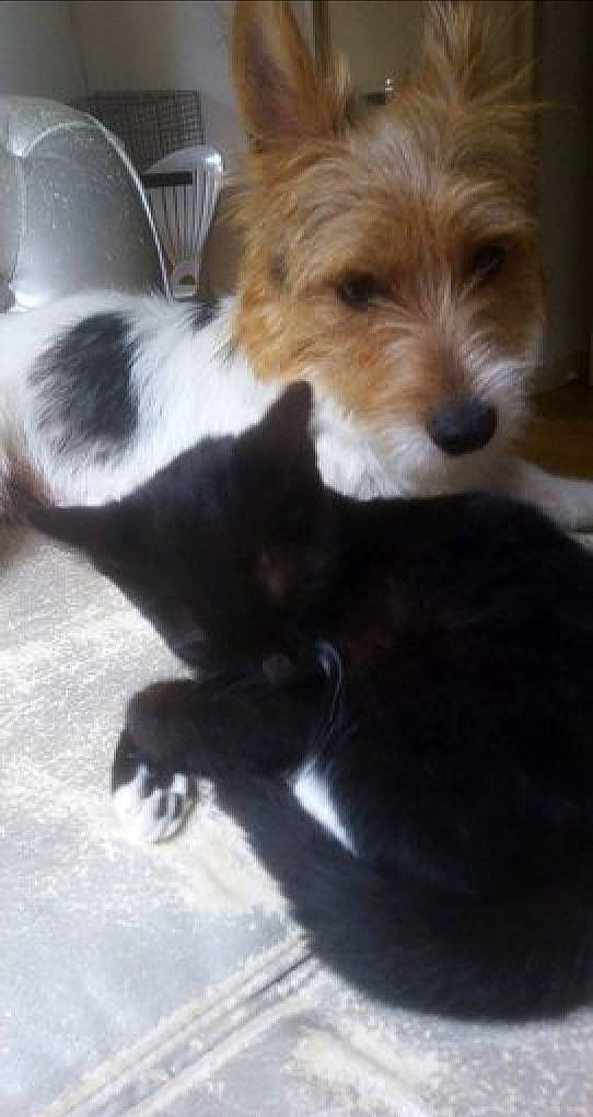 Pikachu participe au concours pour gagner de l'argent avec cette photo : australian_terrier, biewer_terrier, cairn_terrier, canidae, carnivore, companion_dog, dog, dog_breed, fox_terrier, kromfohrlander, mammal, puppy, sporting_lucas_terrier, terrier, toy_dog, vertebrate, yorkshire_terrier