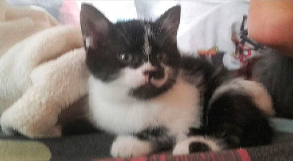 Zola participe au concours pour gagner de l'argent avec cette photo : aegean_cat, american_shorthair, american_wirehair, asian, carnivore, cat, domestic_short_haired_cat, european_shorthair, felidae, fur, kitten, mammal, munchkin, norwegian_forest_cat, photo_caption, polydactyl_cat, small_to_medium_sized_cats, snout, vertebrate, whiskers