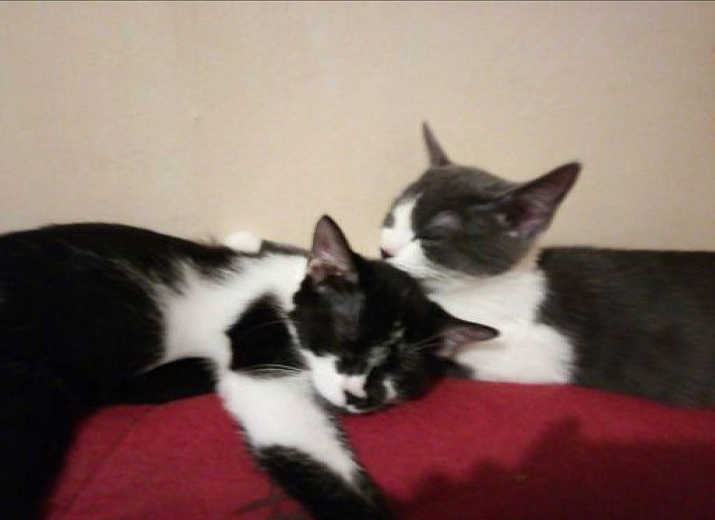 Zola participe au concours pour gagner de l'argent avec cette photo : black_and_white, carnivore, cat, ear, felidae, fur, kitten, mammal, polydactyl_cat, sky, small_to_medium_sized_cats, tail, whiskers