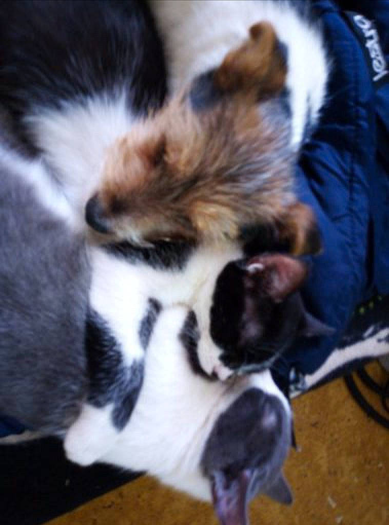 Zola a rejoint le concours — aidez-le/la à gagner de superbes lots ! canidae, carnivore, cat, companion_dog, dog, dog_breed, ear, felidae, kitten, mammal, puppy, small_to_medium_sized_cats, sporting_group, whiskers